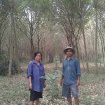 2.คุณไพศาลและคุณชลอ-เสาวคนธ์-ปลูกยางผสมผสาน-ผัก-ผลไม้