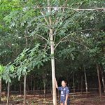 3.การใส่ปุ๋ยเคมีและปุ๋ยคอก