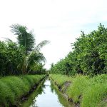 3.การให้อาหาร-ให้น้ำในต้นมะนาว-ต้นมะละกอ