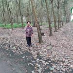 เกษตรผสมผสาน ผัก ผลไม้ ผักผลไม้ สวนยางพารา