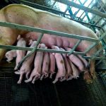 3.แม่พันธุ์สุกรระยะเลี้ยงลูก