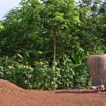 4.การปลูกไม้ผล-ไม้ดอกไม้ประดับ-ผักสวนครัว-ในสวนยางพารา