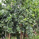 4.การป้องกันโรค-แมลงศัตรูพืชในต้นมะนาว-ต้นมะละกอ