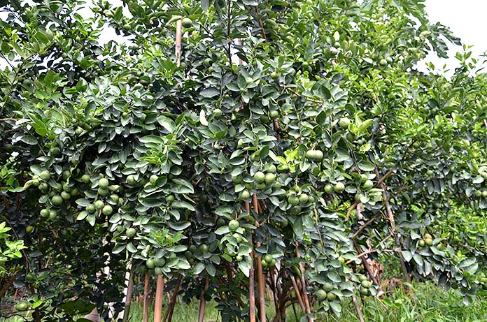 4.การป้องกันโรค-แมลงศัตรูพืชในต้นมะนาว-ต้นมะละกอ