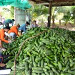 5.การเก็บเกี่ยวผลผลิตมะละกอ
