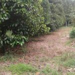 5.ต้นมังคุดอายุ-20-ปี-ที่ปลูกแซมกับทุเรียน-5-ไร่