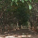 5.สวนยางพาราอายุ-12-ปี