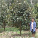 6.การเก็บเกี่ยวผลไม้ในสวนยางพารา