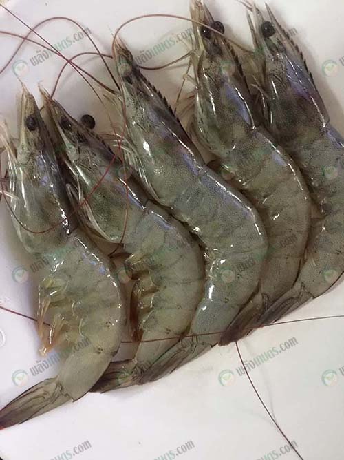 6.ผลิตภัณฑ์ยีสต์ทำให้กุ้งเจริญเติบโตเร็วขึ้น-น้ำหนักดี-เนื้อแน่น