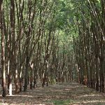 6.สวนยางพาราพันธุ์-RRIM600