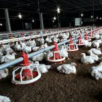 7.การป้องกันโรคระบาดในไก่เนื้อ