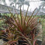 7.สับปะรดสีมีหลากหลายพันธุ์-ใบเป็นกลีบแข็ง-ผิวใบมีลวดลาย