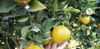 8.การเก็บเกี่ยวผลผลิต ส้มเขียวหวาน ส้มเขียวดำเนิน