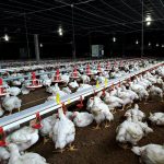 8.ปัญหาและอุปสรรคในการเลี้ยงไก่เนื้อ