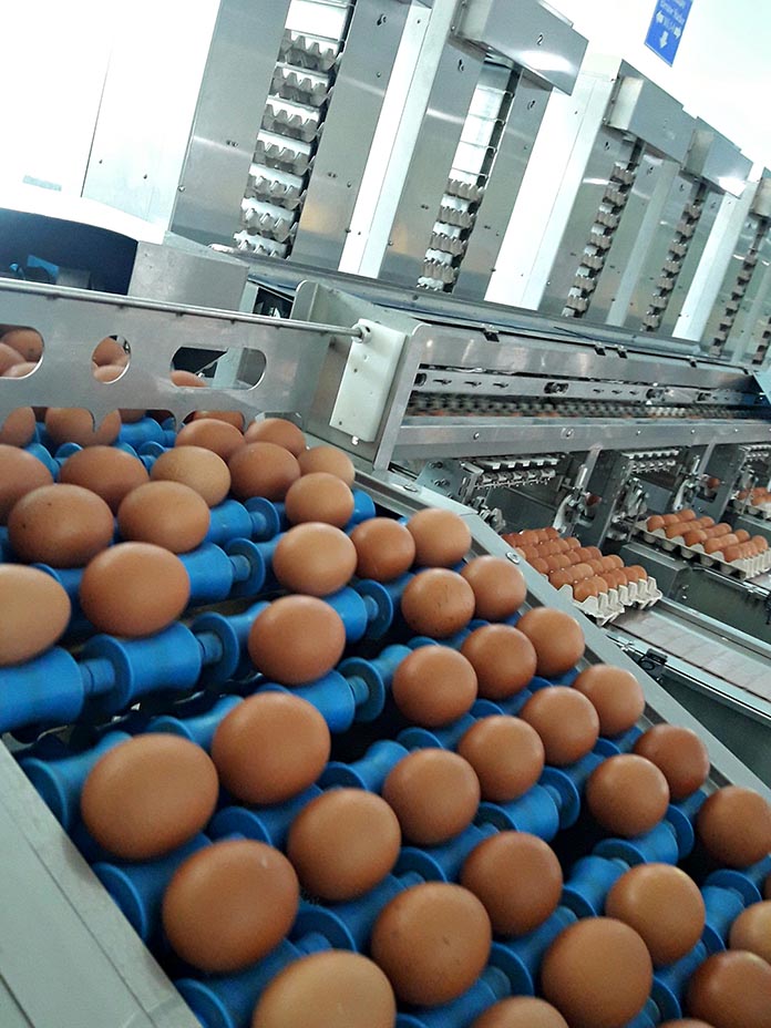 กำลังการผลิตไข่ไก่อยู่ที่-350,000-ฟองต่อวัน