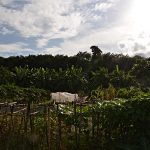 ดอกชมจันทร์และมะละกอฮอลแลนด์ในสวนยางพารา