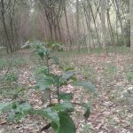 ต้นกาแฟพันธุ์อาราบิก้า-1200-ต้น-ที่ปลูกแซมในสวนยางพารา