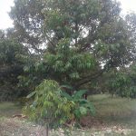 ต้นทุเรียนพันธุ์ต่างๆ-150-ต้น-พื้นที่-5-ไร่