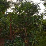 ต้นมะม่วงที่ปลูกในสวนยางที่ปลูกใหม่-อายุ-3-ปี