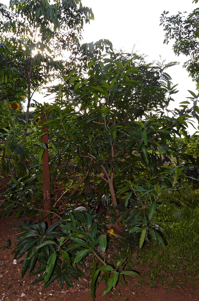 ต้นมะม่วงที่ปลูกในสวนยางที่ปลูกใหม่-อายุ-3-ปี