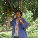 ต้นลองกองพันธุ์ตัยหยงมัส