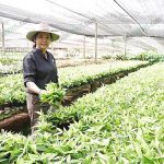 ต้นไผ่ฟิลิปปินส์-พุ่มเล็กสวย