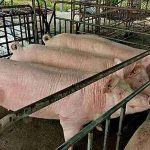 ฟาร์มหมู เลี้ยงหมู การเลี้ยงหมู การเลี้ยงหมูขุน อาหารหมู สุกร แม่พันธุ์หมู พ่อพันธุ์สุกร สุกรขุน