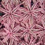 สับปะรดสีดาวเเดง-คลิปเเทนทัส-Cryptanthus-รูปร่างคล้ายปลาดาว-นำไปจัดสวน-แต่งบ้าน