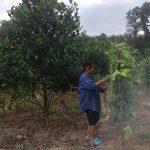 แปลงถั่วฝักยาว