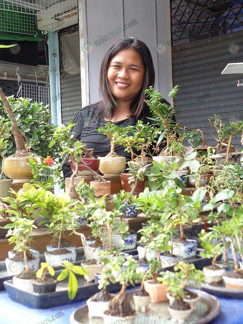 บอนไซจิ๋ว รวมวิธี การปลูกบอนไซ จิ๋ว(แบบละเอียด)ใช้พื้นที่น้อย สร้างรายได้เสริมดี บอนไซจิ๋ว รวมวิธี การปลูกบอนไซ จิ๋ว(แบบละเอียด)ใช้พื้นที่น้อย สร้างรายได้เสริมดี