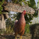 1.ณัฐการณ์ฟาร์ม