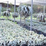 10.ต้น-T.xerographica-ใบสีเทา-หนา-ทนแล้ง