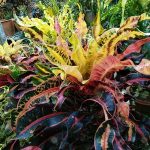 10.เพชรหึง-ลูกไม้เอกสวนมนตรี