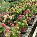 11.เฟื่องฟ้าสาวิตรีมีคุณภาพพร้อมจำหน่าย