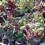 12.ลูกไม้ใหม่ๆ-หลากหลายชนิดพันธุ์