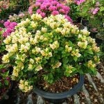 2.สาวิตรีดอกสีขาว-ดอกดกพราว