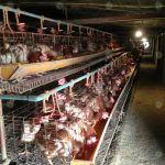 2.โรงเรือนเลี้ยงไก่ไข่