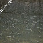 3.การขยายพันธู์ปลาช่อนแม่ลา