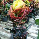 3.ฉัตรกุหลาบ-ลูกไม้สวนมนตรี