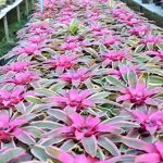3.ทรงต้นสวยงาม-สีสันฉูดฉาด