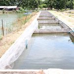 3.บ่ออนุบาลลูกปลานิล