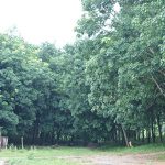 3.สวนยางพาราของคุณนนลษร-อายุ-14-ปี-พื้นที่-400-ไร่