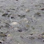 4.การคัดเลือกพ่อแม่พันธุ์