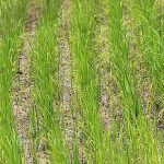 4.การปลูกข้าวด้วยเครื่องหยอดข้าว