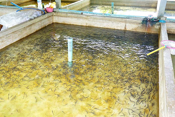 4.การอนุบาลลูกปลาแรด-ปลากรายในบ่อปูน