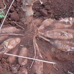 4.ต้นมันสำปะหลัง