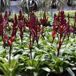 4.สับปะรดสีประเภทดอกสกุลวีร์เซีย