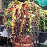 4.อินเดียแดง