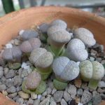 4.ไลทอป-Lithops-มีฉายาว่า-“หินมีชีวิต”