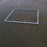 5.การผสมพันธุ์ของปลาช่อนแม่ลา